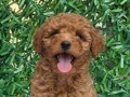 WC EĞİTİMLİ AŞILI TOY POODLE 