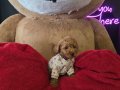 WC EĞİTİMLİ AŞILI TOY POODLE 