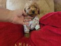 WC EĞİTİMLİ AŞILI TOY POODLE 