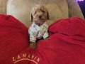 WC EĞİTİMLİ AŞILI TOY POODLE 