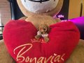 WC EĞİTİMLİ AŞILI TOY POODLE 