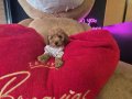 WC EĞİTİMLİ AŞILI TOY POODLE 