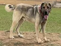 HARİKA ÇİFT KANGAL YAVRUSU 