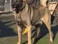 HARİKA ÇİFT KANGAL YAVRUSU 