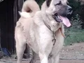 HARİKA ÇİFT KANGAL YAVRUSU 