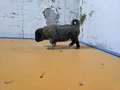 HARİKA ÇİFT KANGAL YAVRUSU 