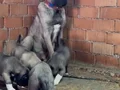 HARİKA ÇİFT KANGAL YAVRUSU 