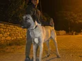 10 AYLIK ERKEK DEV YAVRU KANGAL 