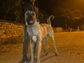 10 AYLIK ERKEK DEV YAVRU KANGAL 