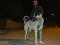 10 AYLIK ERKEK DEV YAVRU KANGAL 