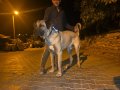 10 AYLIK ERKEK DEV YAVRU KANGAL 