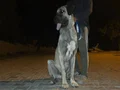 10 AYLIK ERKEK DEV YAVRU KANGAL 