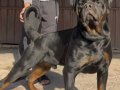4 AYLIK ERKEK ROTWEİLLER FULL AŞILI 