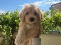 2 Aylık Dişi Maltipoo