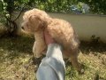 2 Aylık Dişi Maltipoo