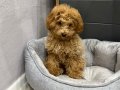 3 Aylık tuvalet eğitimli Red Toy Poddle 
