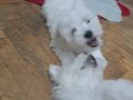Maltese terrier yavrularım anne maltipo üç aylıklar