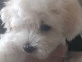 Maltese terrier yavrularım anne maltipo üç aylıklar
