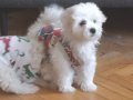Maltese terrier yavrularım anne maltipo üç aylıklar