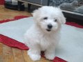 Maltese terrier yavrularım anne maltipo üç aylıklar