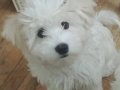 Maltese terrier yavrum 2,5 aylık