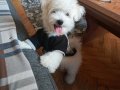 Maltese terrier yavrum 2,5 aylık