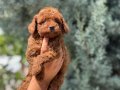 Kızıl Tüylü Erkek Toy Poodle Yavrusu 