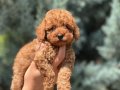 Kızıl Tüylü Erkek Toy Poodle Yavrusu 