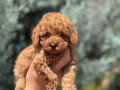 Kızıl Tüylü Erkek Toy Poodle Yavrusu 