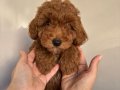 Ev Doğumlu Toy Poodle Erkek Bebek