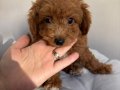 Ev Doğumlu Toy Poodle Erkek Bebek