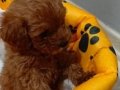 2 Aylık Aşılı Erkek Toy Poodle