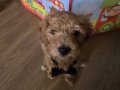2 Aylık Aşılı Erkek Toy Poodle