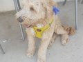 10 Aylık Golden Retriever