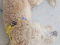 10 Aylık Golden Retriever
