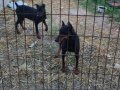 4,5 Aylık Dişi Doberman