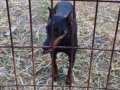 4,5 Aylık Dişi Doberman