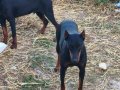 4,5 Aylık Dişi Doberman