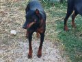 4,5 Aylık Dişi Doberman