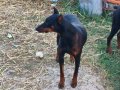 4,5 Aylık Dişi Doberman