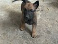Koyu Kahverengi Siyah Tonda Safkan Malinois Yavrular 