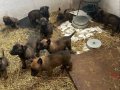 Koyu Kahverengi Siyah Tonda Safkan Malinois Yavrular 