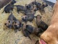 Koyu Kahverengi Siyah Tonda Safkan Malinois Yavrular 