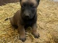 Koyu Kahverengi Siyah Tonda Safkan Malinois Yavrular 