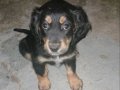 2 Dişi Yavru Köpek