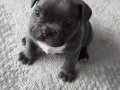 Blue French Bulldog Yavrusu