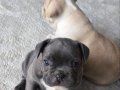 Blue French Bulldog Yavrusu