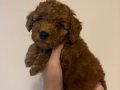 Anne Sütüyle Büyüyen Kıvırcık Tüylü Toy Poodle Yavrularımız 