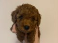 Anne Sütüyle Büyüyen Kıvırcık Tüylü Toy Poodle Yavrularımız 