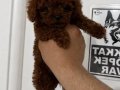 3 aylık Toy Poodle 